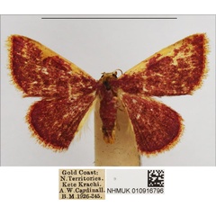 /filer/webapps/moths/media/images/P/porphyrea_Corgatha_AM_NHMUK.jpg