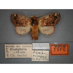 /filer/webapps/moths/media/images/A/axiologa_Diapalpus_HT_RMCA_01.jpg