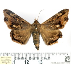 /filer/webapps/moths/media/images/A/alope_Lacera_AF_BMNH_02.jpg