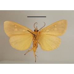 /filer/webapps/moths/media/images/C/cinctigutta_Rhanidophora_AM_MGCLb_01.jpg