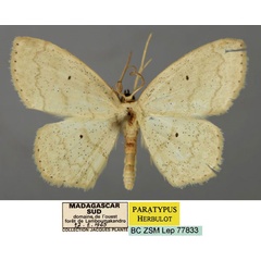 /filer/webapps/moths/media/images/A/antankarana_Scopula_PT_ZSM_01.jpg