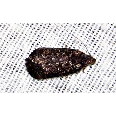 /filer/webapps/moths/media/images/S/stellans_Astronauta_A_Braun_01.jpg