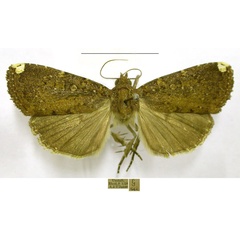 /filer/webapps/moths/media/images/U/unicolor_Callyna_AF_TMSA.jpg
