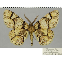 /filer/webapps/moths/media/images/O/orthogonalis_Colocleora_AM_ZSMa.jpg