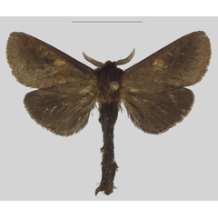 /filer/webapps/moths/media/images/C/congolensis_Richardsmithia_HT_ANHRT.jpg