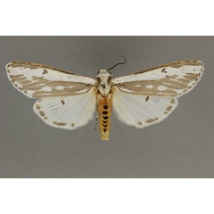 /filer/webapps/moths/media/images/V/venusta_Amsactarctia_AF_BMNH.jpg