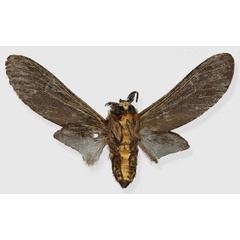 /filer/webapps/moths/media/images/S/safiani_Casphalia_HT_ISEAb.jpg