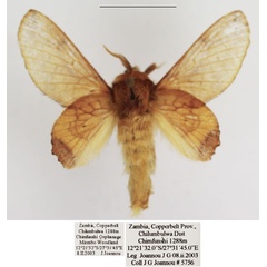 /filer/webapps/moths/media/images/S/superba_Theophasida_AM_TMSA_02.jpg