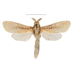 /filer/webapps/moths/media/images/M/mooseri_Davidlivingstonia_HT_Mueller.jpg