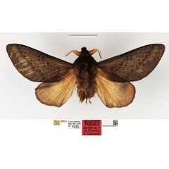 /filer/webapps/moths/media/images/L/lucifer_Pallastica_HT_NHMUK.jpg