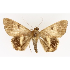 /filer/webapps/moths/media/images/C/catocaloides_Achaea_AM_TMSA_01.jpg