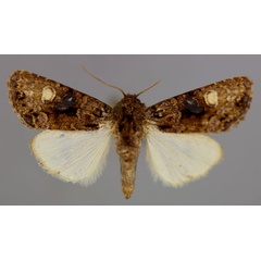 /filer/webapps/moths/media/images/M/melanocycla_Euplexia_A_RMCA_01.jpg