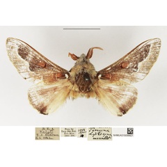 /filer/webapps/moths/media/images/D/diplocyma_Streblote_AM_NHMUK.jpg