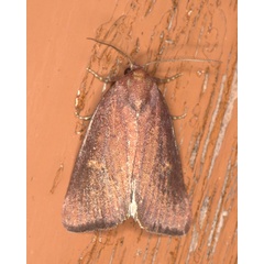 /filer/webapps/moths/media/images/C/cupricolor_Ethiopica_A_Heyns_02.jpg