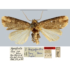 /filer/webapps/moths/media/images/L/lory_Hyperfrontia_HT_MNHN.jpg