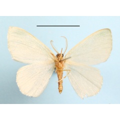 /filer/webapps/moths/media/images/S/simplicissima_Heterorachis_A_MGCLb_01.JPG