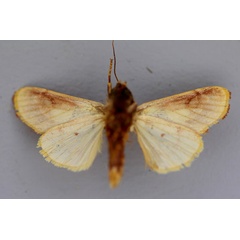 /filer/webapps/moths/media/images/N/notabilis_Syrrusis_A_RMCA_02.jpg