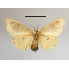 /filer/webapps/moths/media/images/G/gracilis_Lacipa_AF_MGCLb_02.JPG