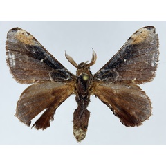 /filer/webapps/moths/media/images/P/pruinosa_Amusaron_AM_Basquin_01.jpg