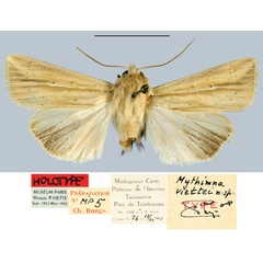 /filer/webapps/moths/media/images/V/viettei_Mythimna_HT_MNHN.jpg