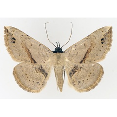 /filer/webapps/moths/media/images/M/marchalii_Maxera_AM_TMSA_01.jpg