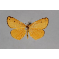 /filer/webapps/moths/media/images/N/nyassa_Ochrota_A_BMNH.jpg