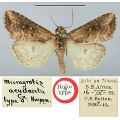 /filer/webapps/moths/media/images/A/acydonta_Micragrotis_HT_BMNH.jpg