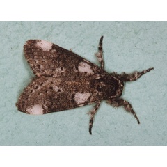 /filer/webapps/moths/media/images/X/xanthosoma_Salvatgea_A_Roland_02.jpg