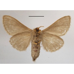 /filer/webapps/moths/media/images/B/bistrigata_Beralade_A_MGCLb_01.JPG
