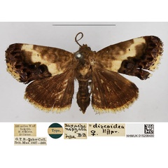 /filer/webapps/moths/media/images/N/nephata_Tarache_HT_NHMUK.jpg