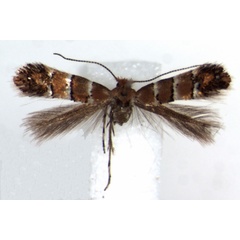 /filer/webapps/moths/media/images/G/gato_Phyllonorycter_HT_RMCA.jpg