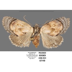/filer/webapps/moths/media/images/G/griseocincta_Paracroria_AF_ANHRT.jpg