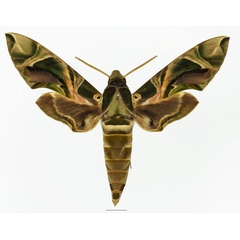 /filer/webapps/moths/media/images/N/nerii_Daphnis_AM_Basquin_01a.jpg