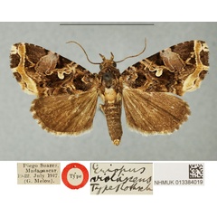 /filer/webapps/moths/media/images/V/violascens_Eriopus_HT_NHMUKa.jpg