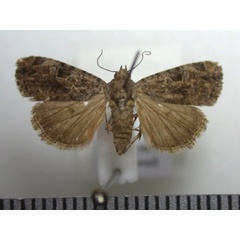 /filer/webapps/moths/media/images/N/nyctostola_Iambiodes_A_Revell.JPG