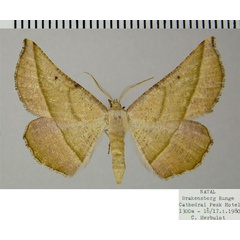 /filer/webapps/moths/media/images/A/admiranda_Aspilatopsis_AM_ZSM.jpg