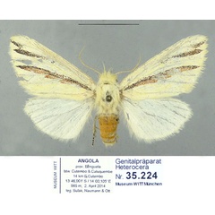 /filer/webapps/moths/media/images/T/triloris_Antheua_PTF_Schintlmeister_01_OV73ut3.jpg