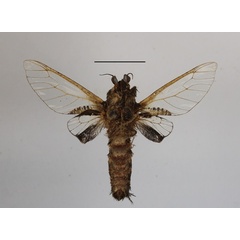 /filer/webapps/moths/media/images/S/stephania_Eulophonotus_A_MGCLb_01.JPG
