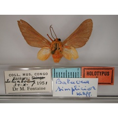 /filer/webapps/moths/media/images/S/simplicior_Balacra_HT_RMCA_01.jpg