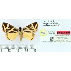 /filer/webapps/moths/media/images/S/sinuosa_Attatha_PTM_BMNH.jpg