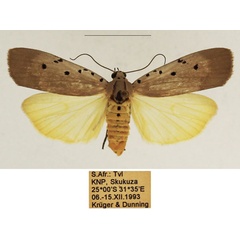 /filer/webapps/moths/media/images/O/ostentata_Sommeria_AF_TMSA_02.jpg