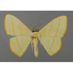 /filer/webapps/moths/media/images/R/rectisecta_Scopula_A_ZSM_01.jpg