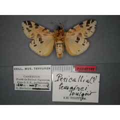 /filer/webapps/moths/media/images/L/lemairei_Kiriakoffalia_PT_RMCA_02.jpg