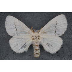 /filer/webapps/moths/media/images/G/grisea_Chionopsyche_AF_Stroehle.jpg