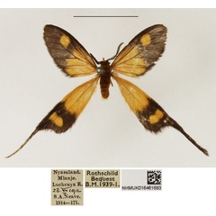 /filer/webapps/moths/media/images/X/xanthophila_Semioptila_AM_NHMUK_02.jpg