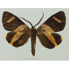 /filer/webapps/moths/media/images/S/syndroma_Pitthea_AM_Basquin_02a.jpg