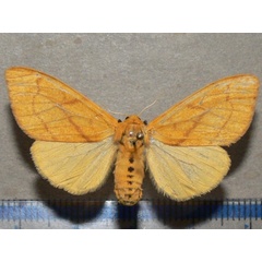 /filer/webapps/moths/media/images/A/aurantiaca_Monstruncusarctia_A_Goffa_01.jpg