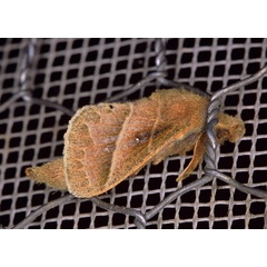 /filer/webapps/moths/media/images/I/indecora_Bombycopsis_A_Roland_01.jpg