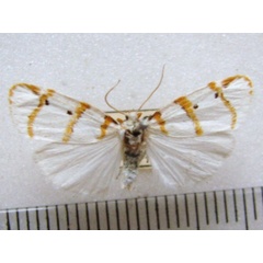 /filer/webapps/moths/media/images/C/capensis_Cyana_A_MMUM_02.jpg
