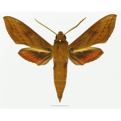 /filer/webapps/moths/media/images/T/talboti_Hippotion_AM_Basquin_02a.jpg